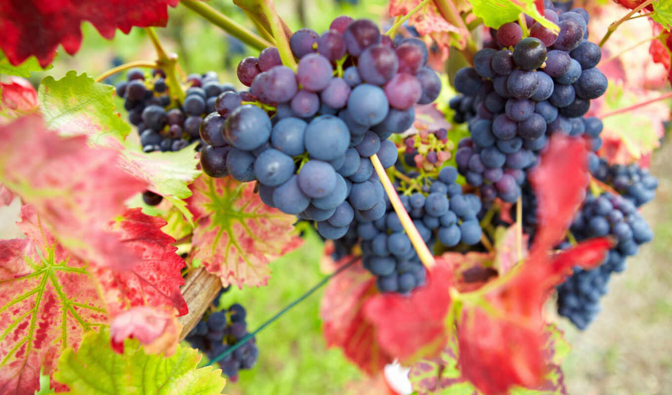 лист, purple, осень, виноград, leaf, урожай