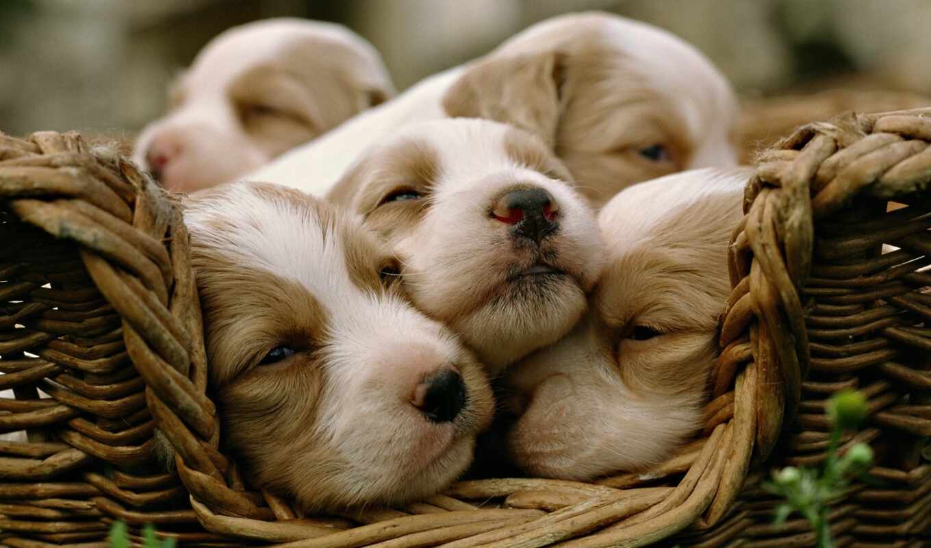 cute, dog, puppy, animal