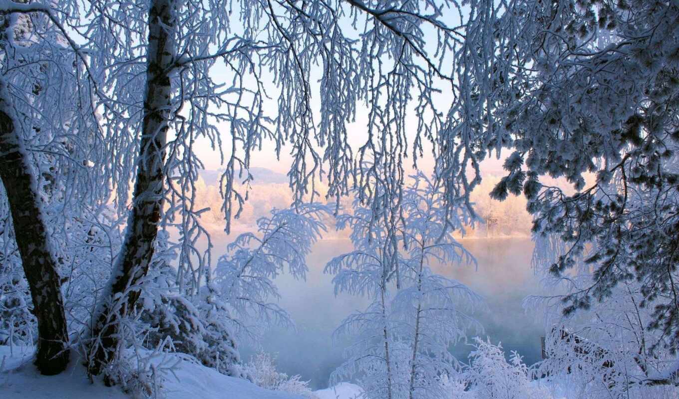 деревья, иней, снег, winter