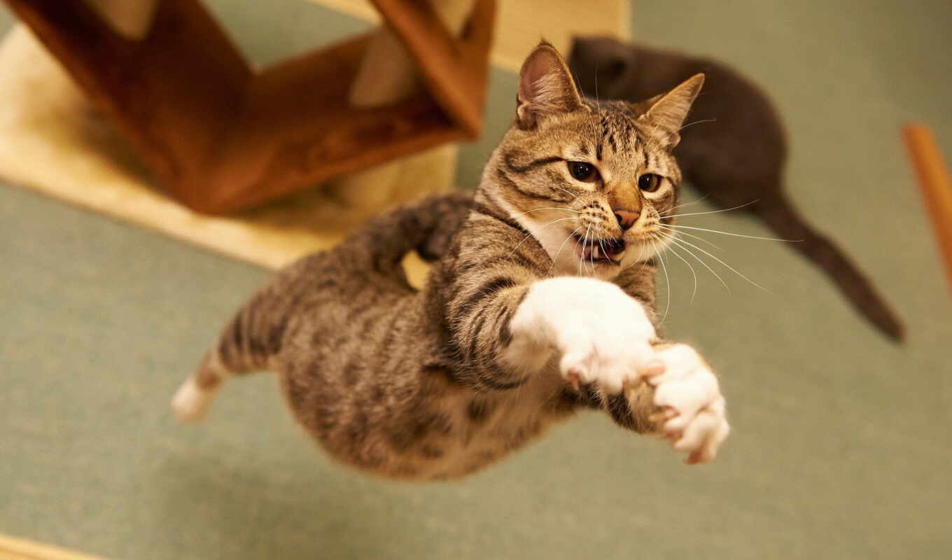 кот, cats, jumping