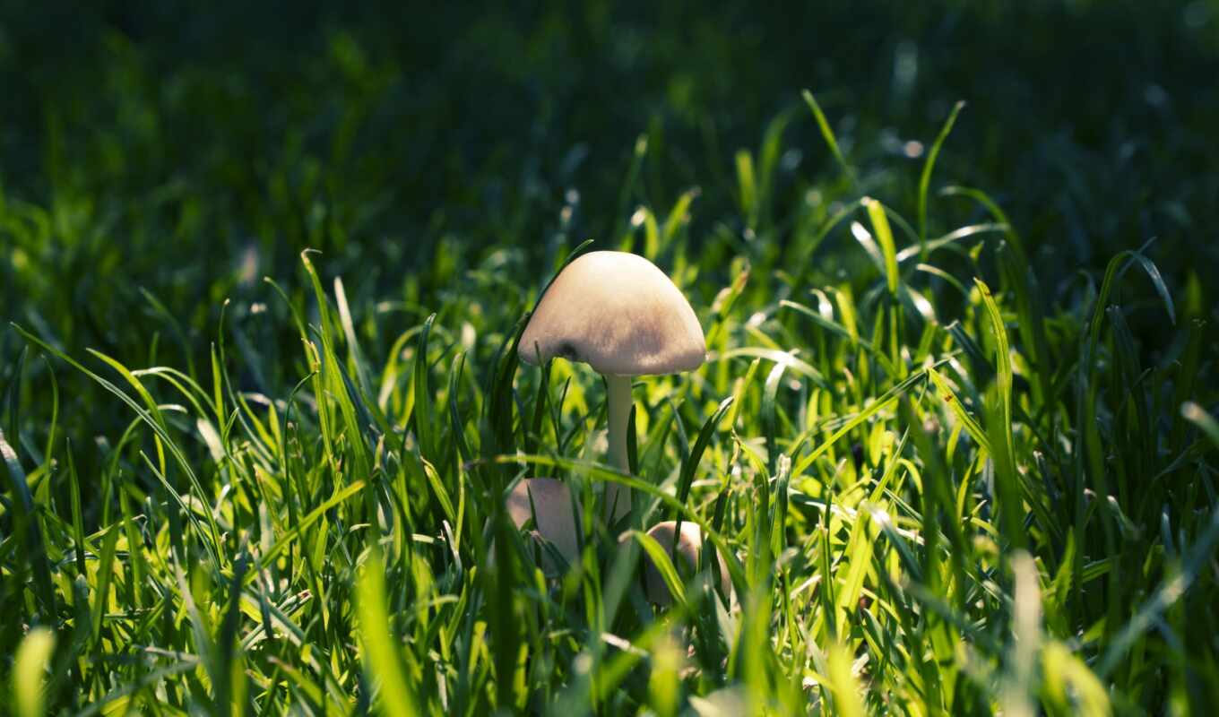 you, grass, airena, mushrooms, mushroom, mushrooms