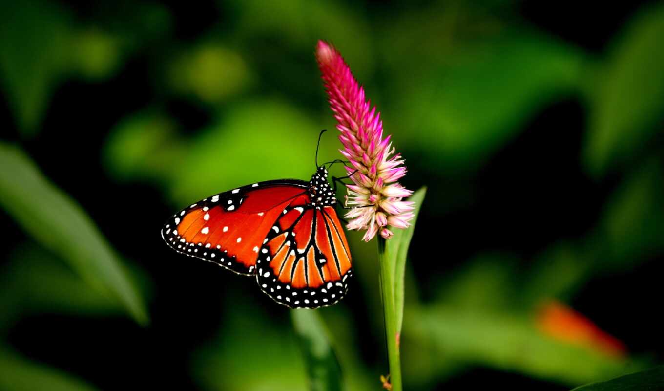 good, characteristics, beautiful, butterfly, sits, quality, high, the flower, pink, good