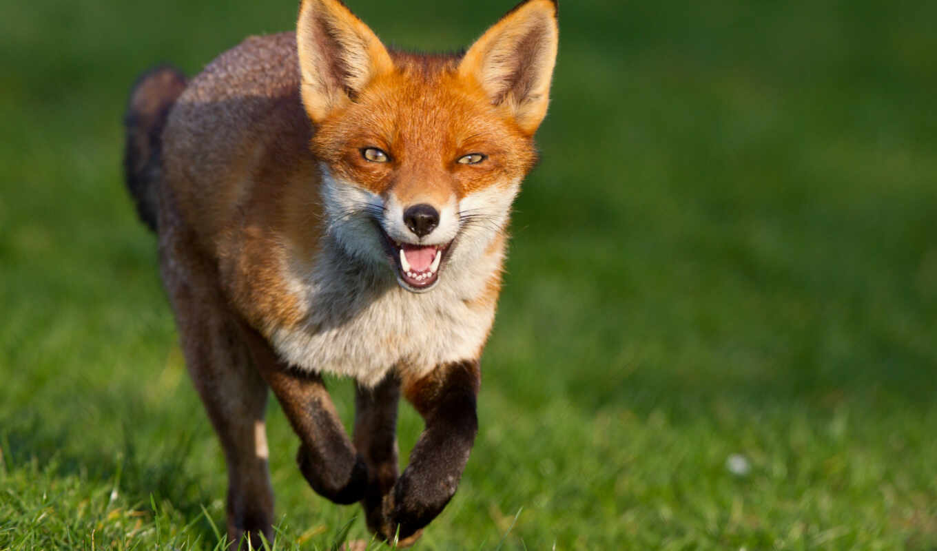 view, red, ginger, fox, muzzle, +, running, cute