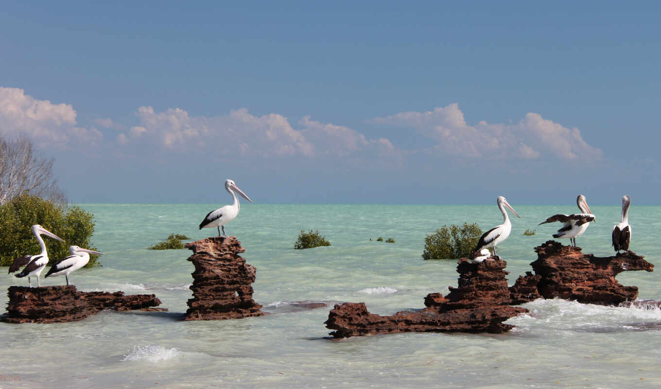 high, sea, bird, birds, pelican