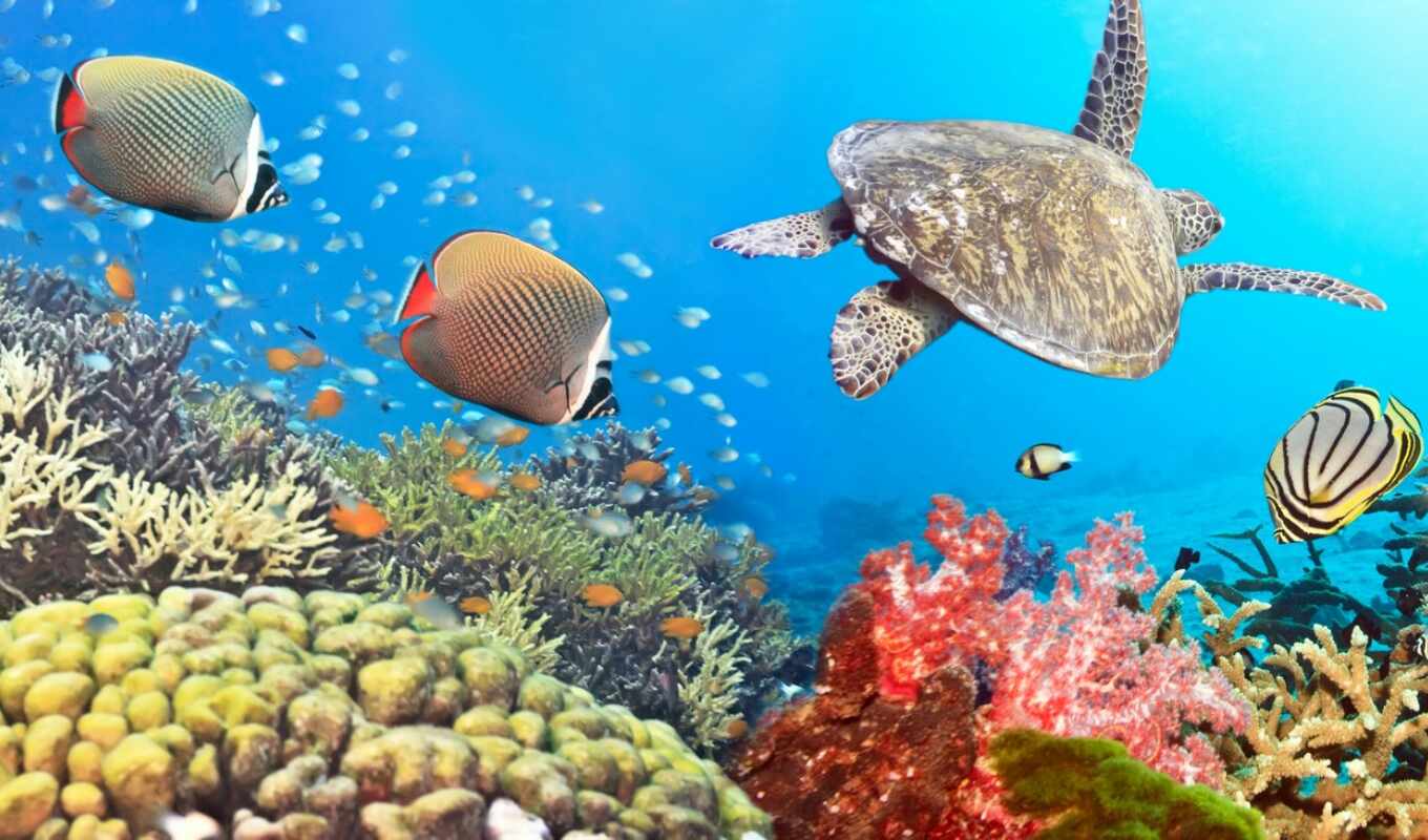 черепаха, fish, underwater, миро