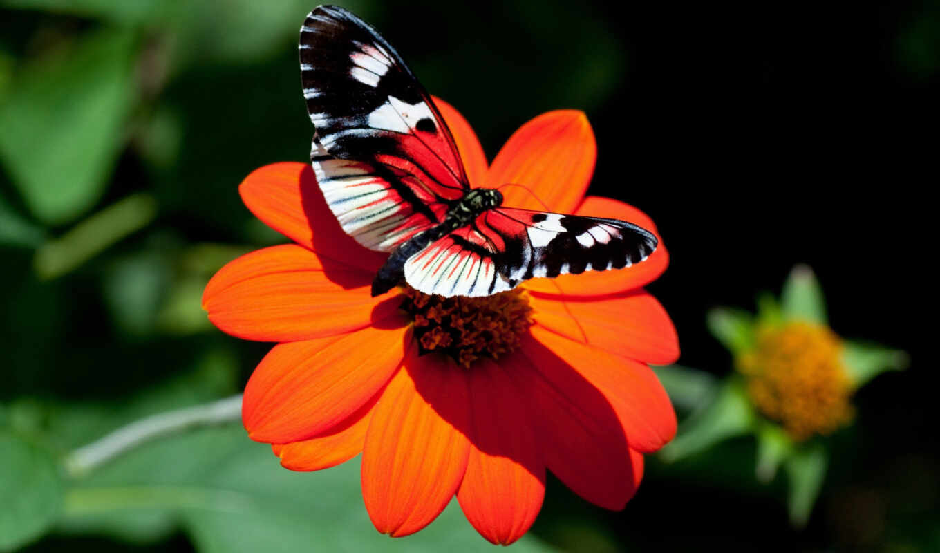 природа, фото, цветы, бабочка, animal, насекомое, красивый, sit, крыло, makryi, malunka