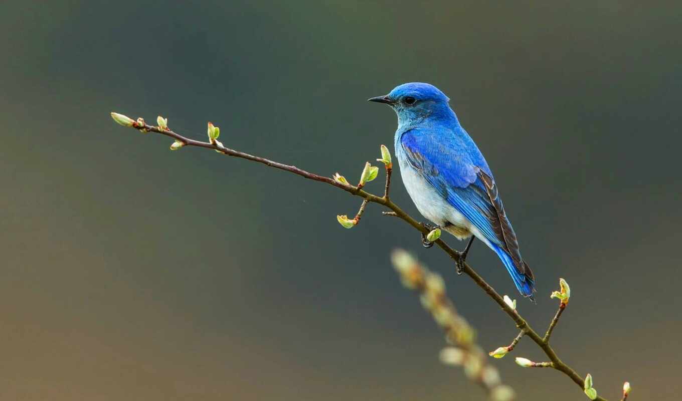 mountain, bluebird
