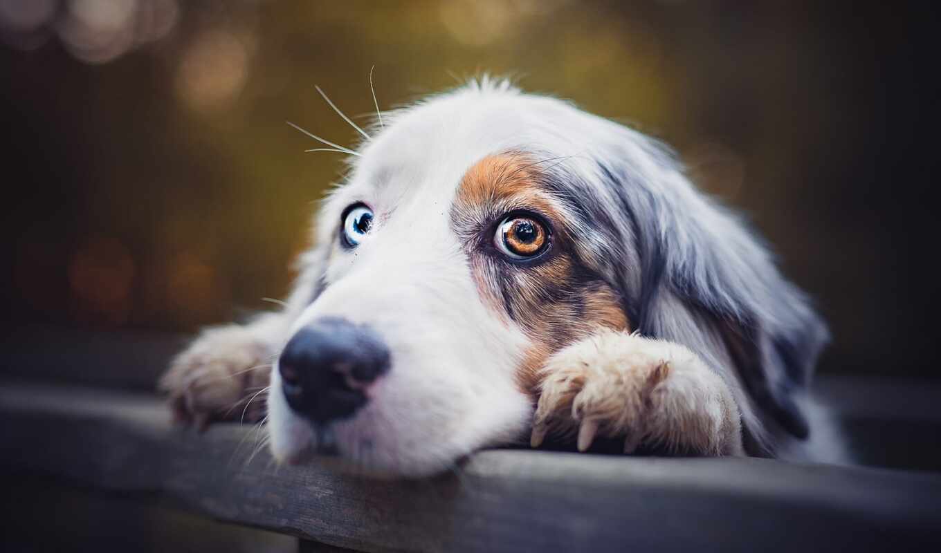 взгляд, собака