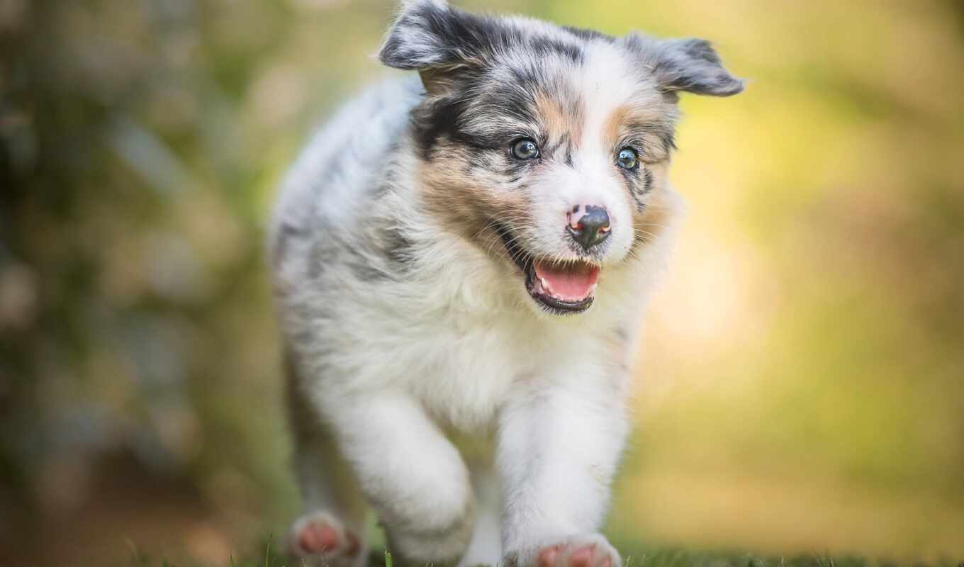 dog, small, run