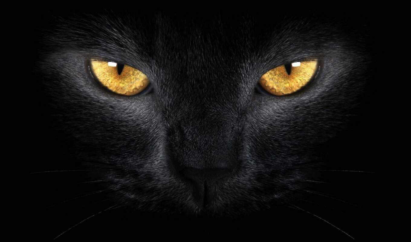 black, глаз, черная, кот