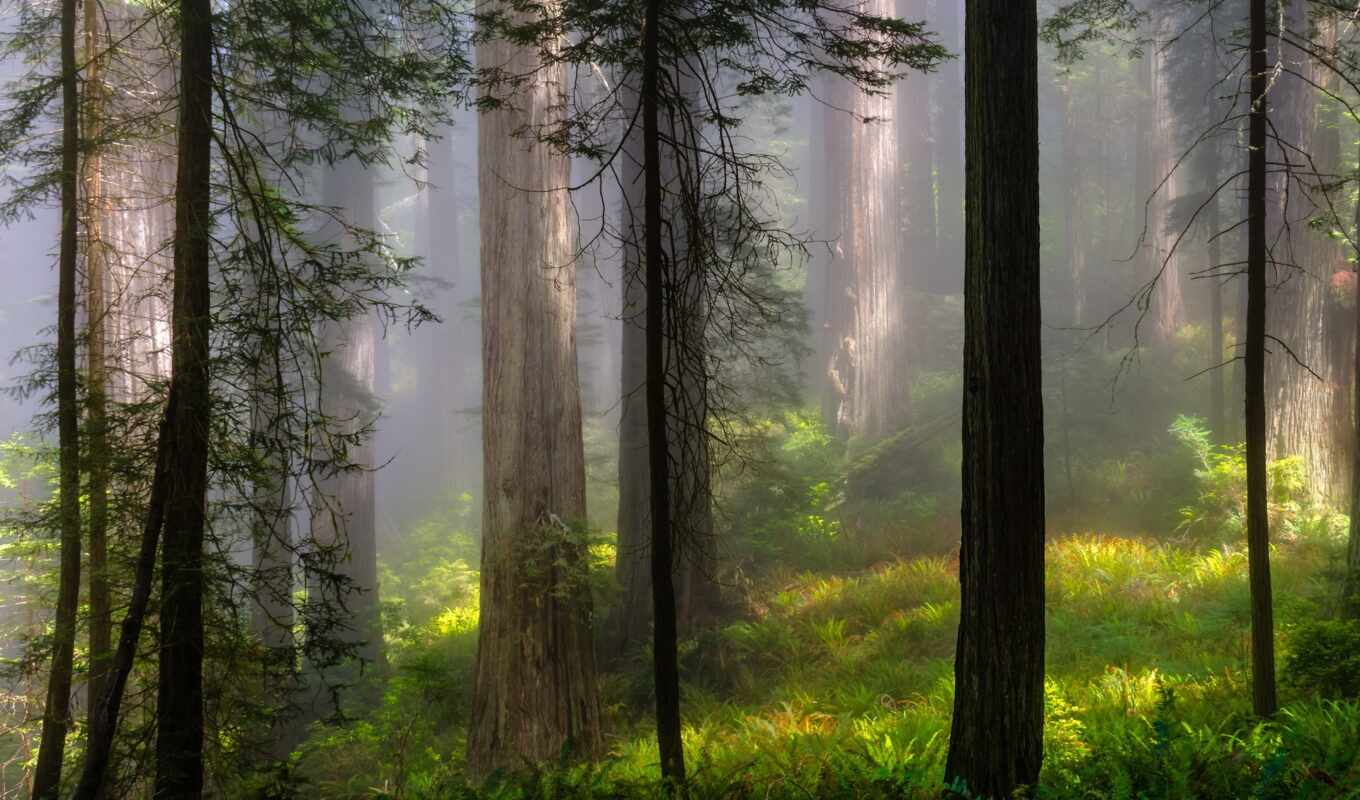 nature, summer, forest, landscape, fog