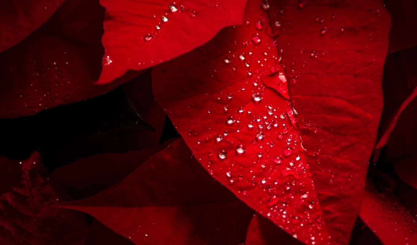 drop, red, water, leaf