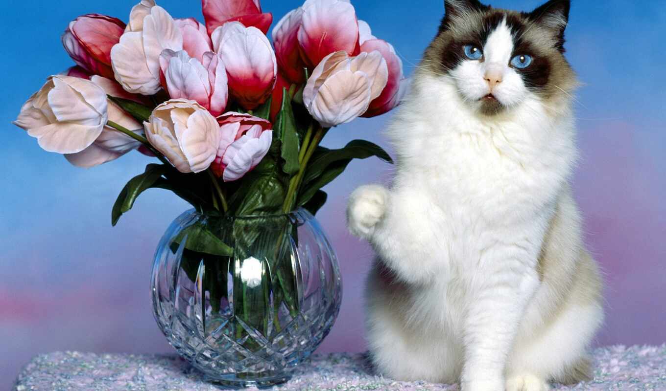 flowers, cat, cute, vase