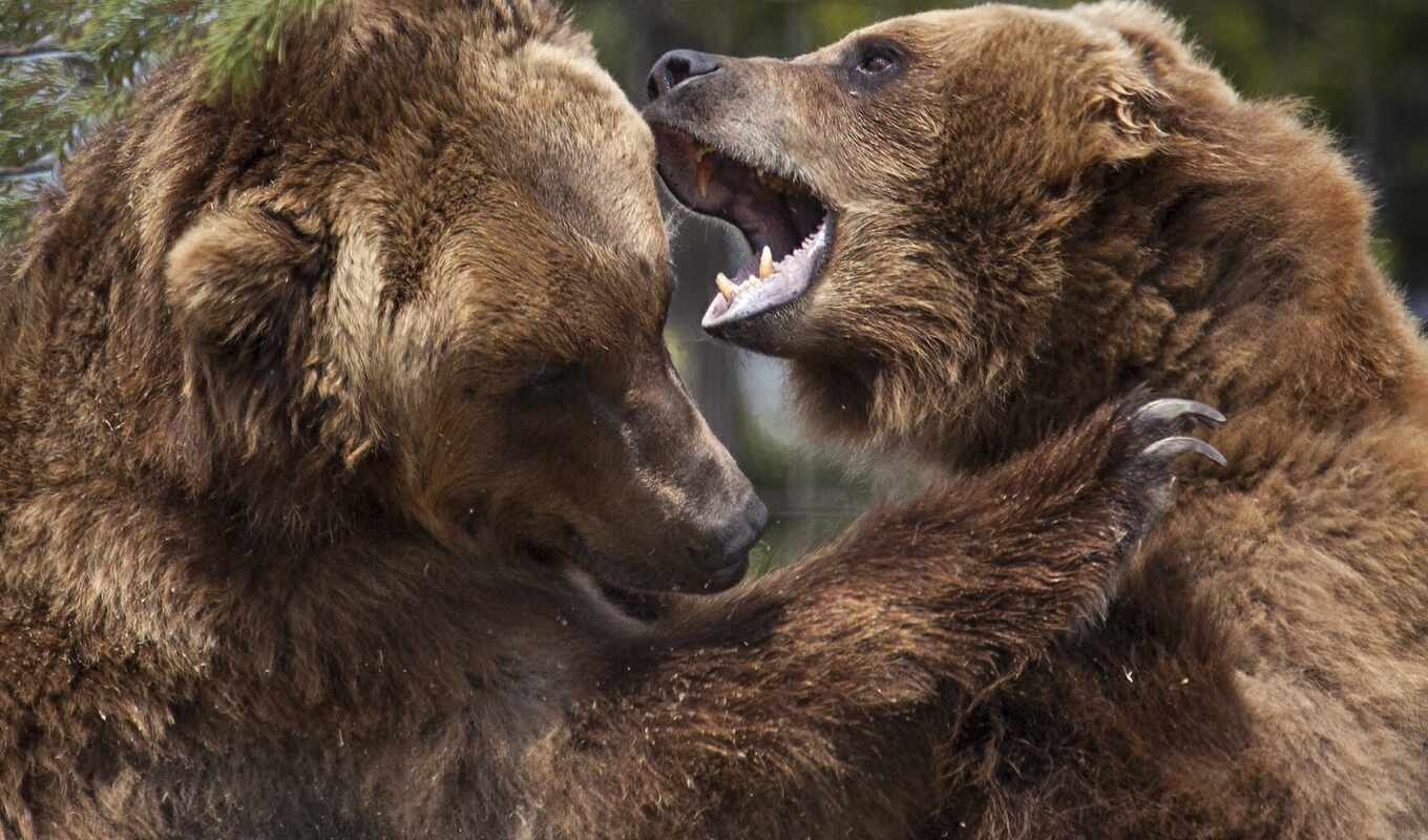 медведи, медведи, бурые, laugh