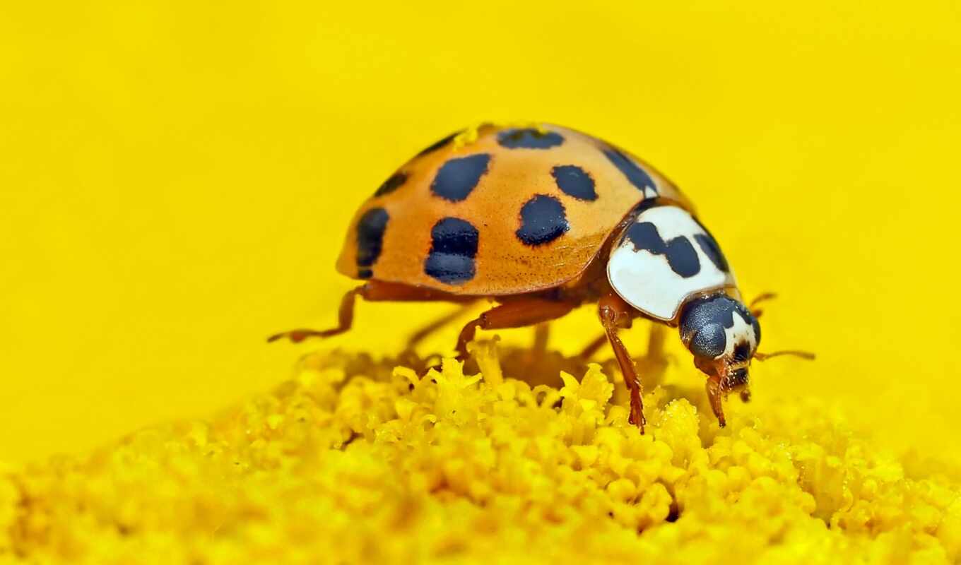 изучение, report, fun, малыш, science, насекомое, among, ladybug, участница