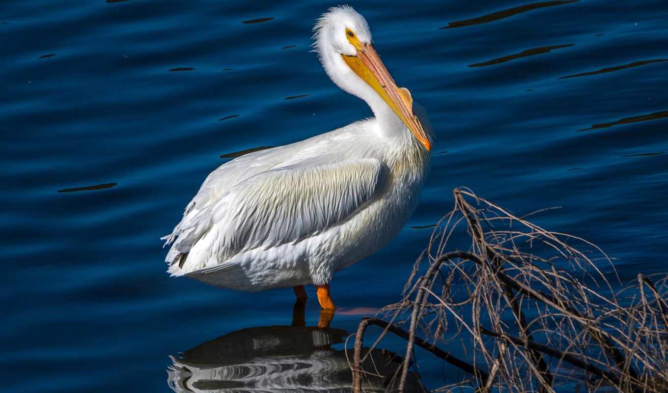 white, water, bird, animal, pelican
