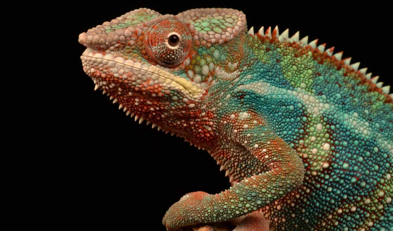 глаз, color, chameleon