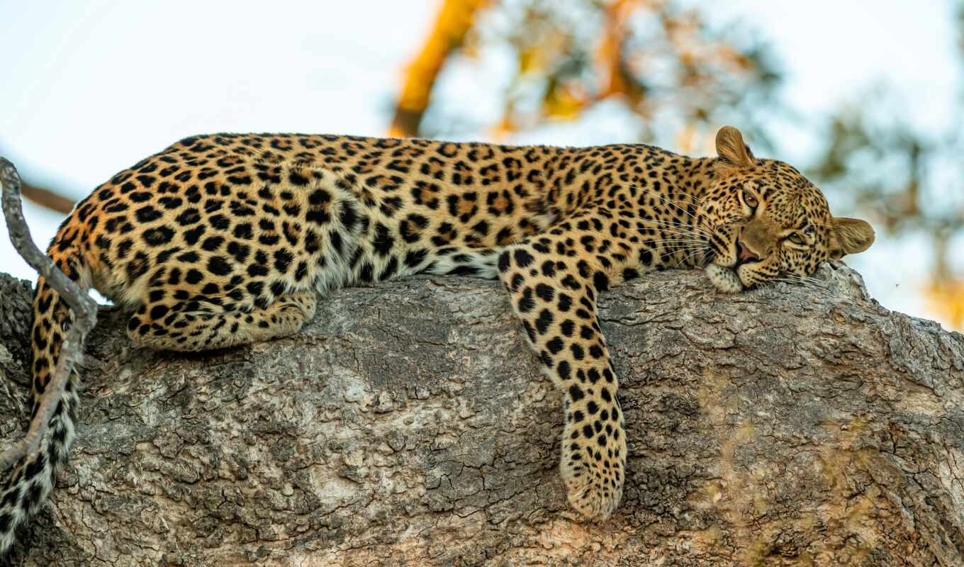 leopard, wild