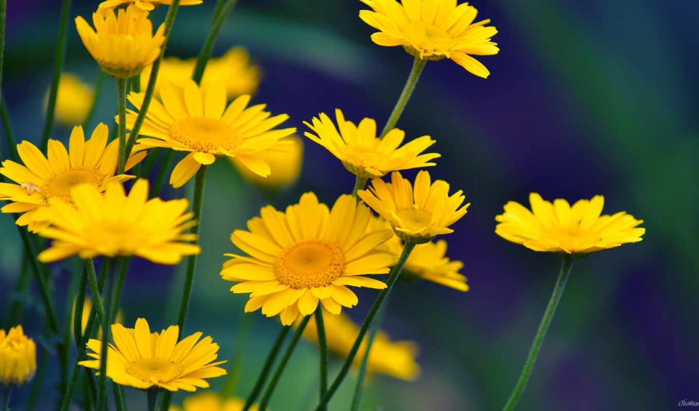 nature, flowers, yellow, daisy