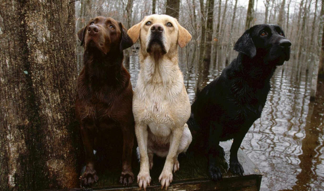 собака, labrador, animal, retriever