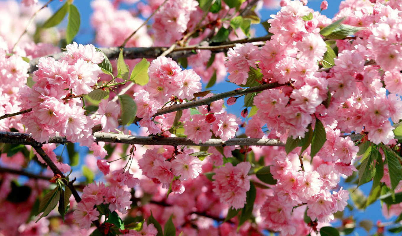 небо, цветы, дерево, Сакура, весна, цветение, япония, ветки