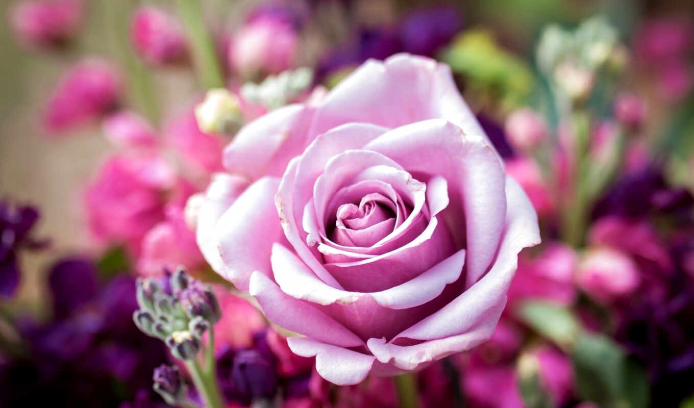 rose, beautiful, petals, pink