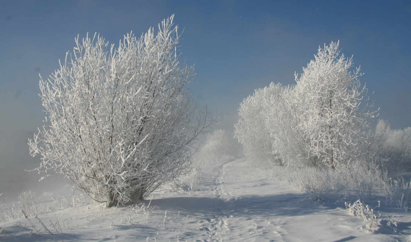 природа, закат, снег, winter, животных, trees, among, деревьев, зимних, trail, кусты