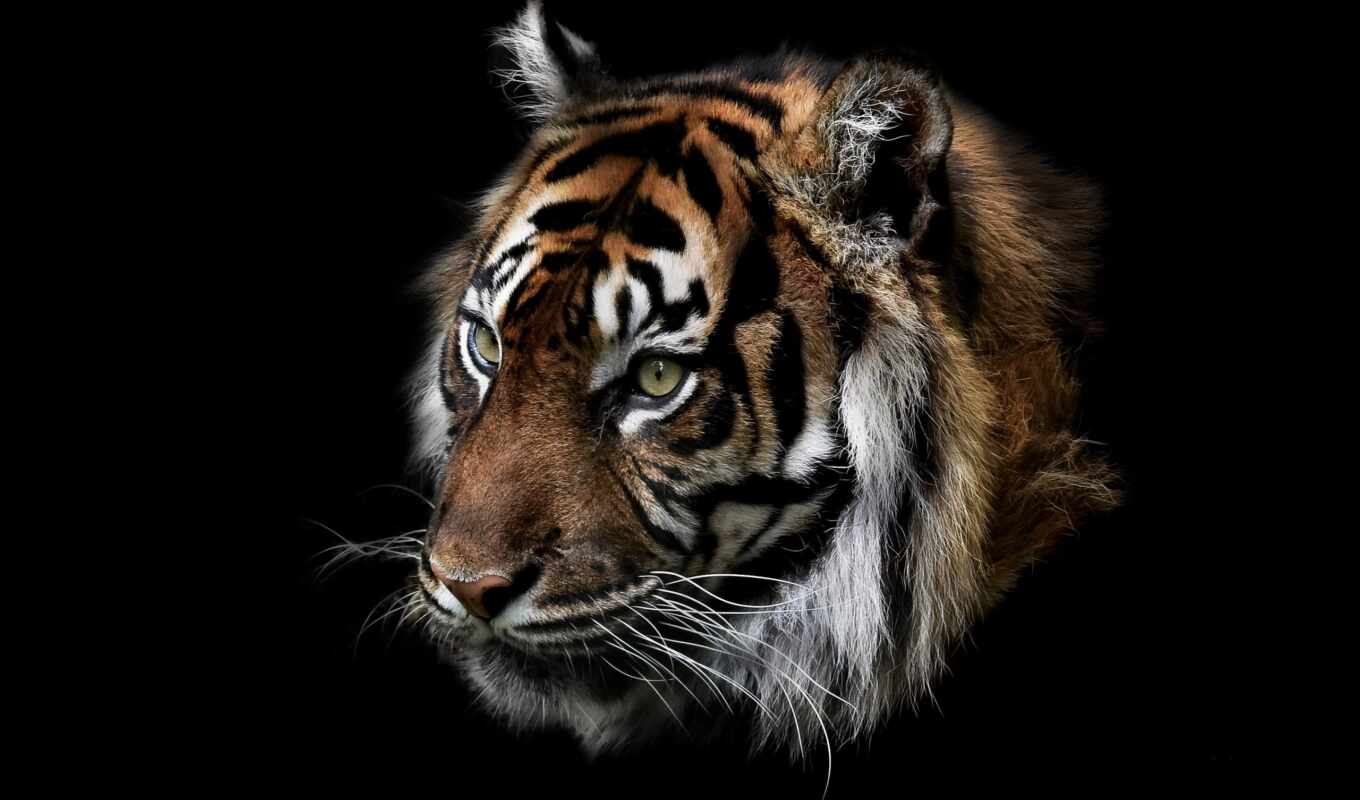 природа, тигр, зверь