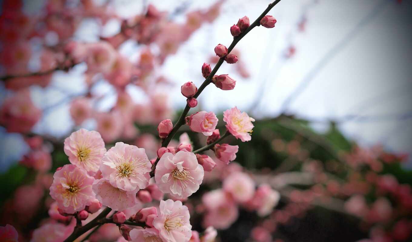 macro, tree, pink, branch, cvety, buds, apricot, petals