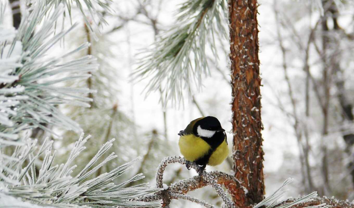 nature, there is, frost, snow, winter, forest, beautiful, tit, titan, snowy