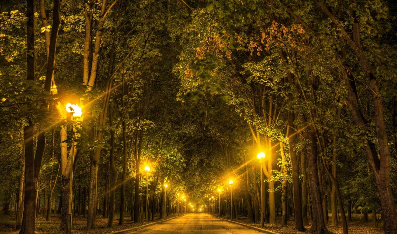 nature, tree, night, lights, park, expensive, congratulation, calmness, lantern, postcard