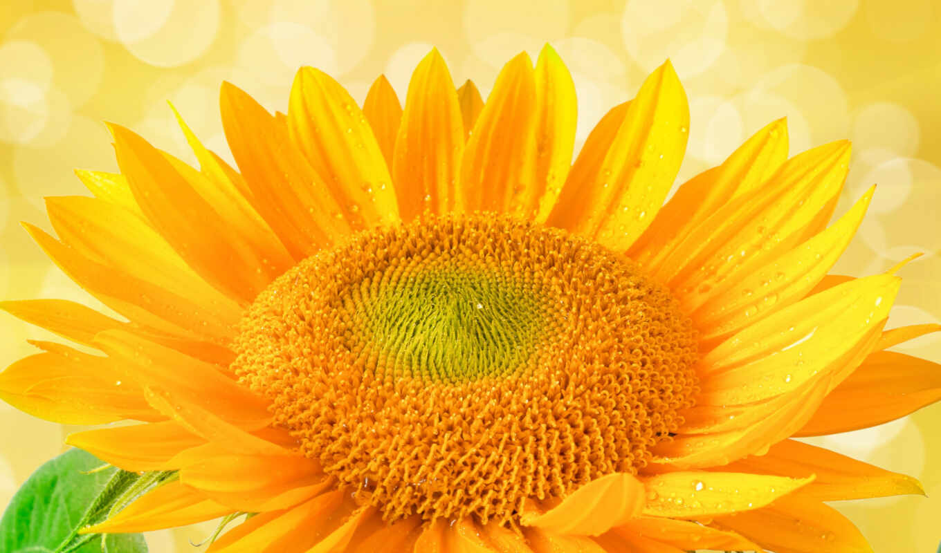 flowers, you, sunflower, fresh, beautiful, life, nash, komarovka