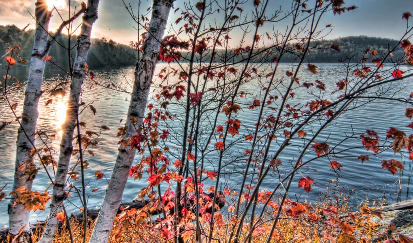 озеро, дерево, осень, oir