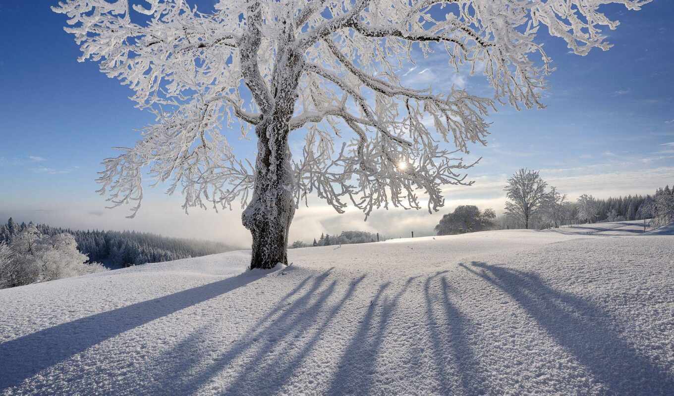 tree, frost, snow, winter, landscape