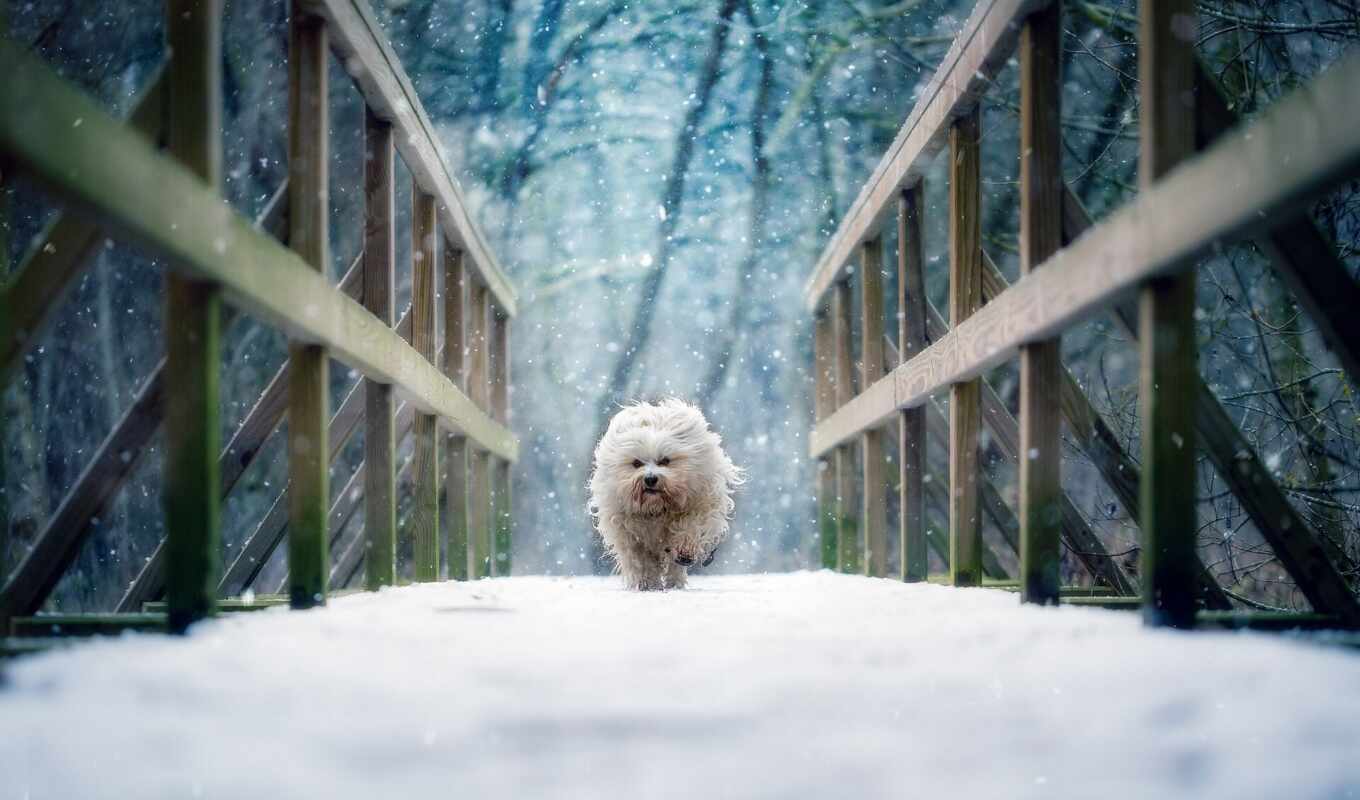 снег, winter, мост, собака, animal, run