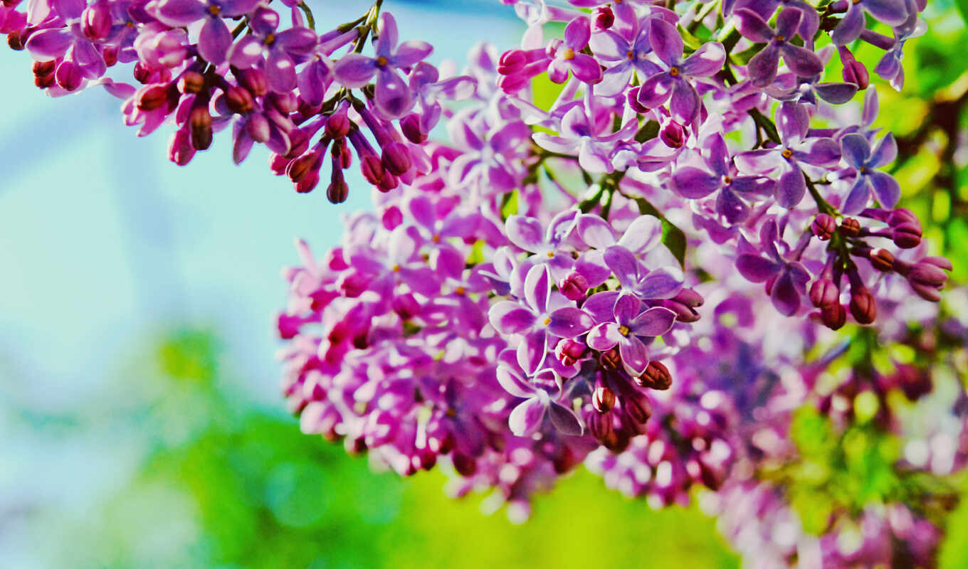 branch, lilac
