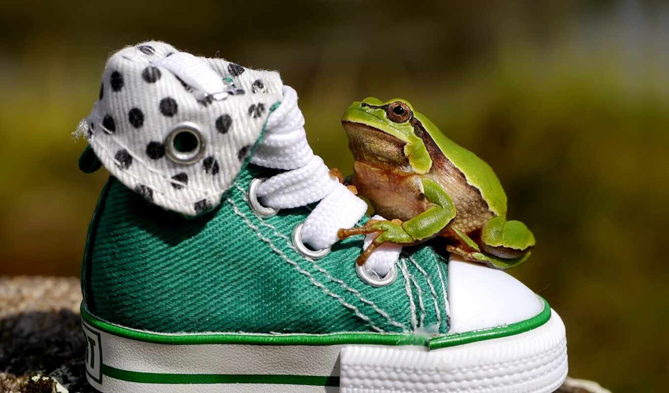 sheet, rain, sits, shoes, frog, splashes, sneakers, frogs