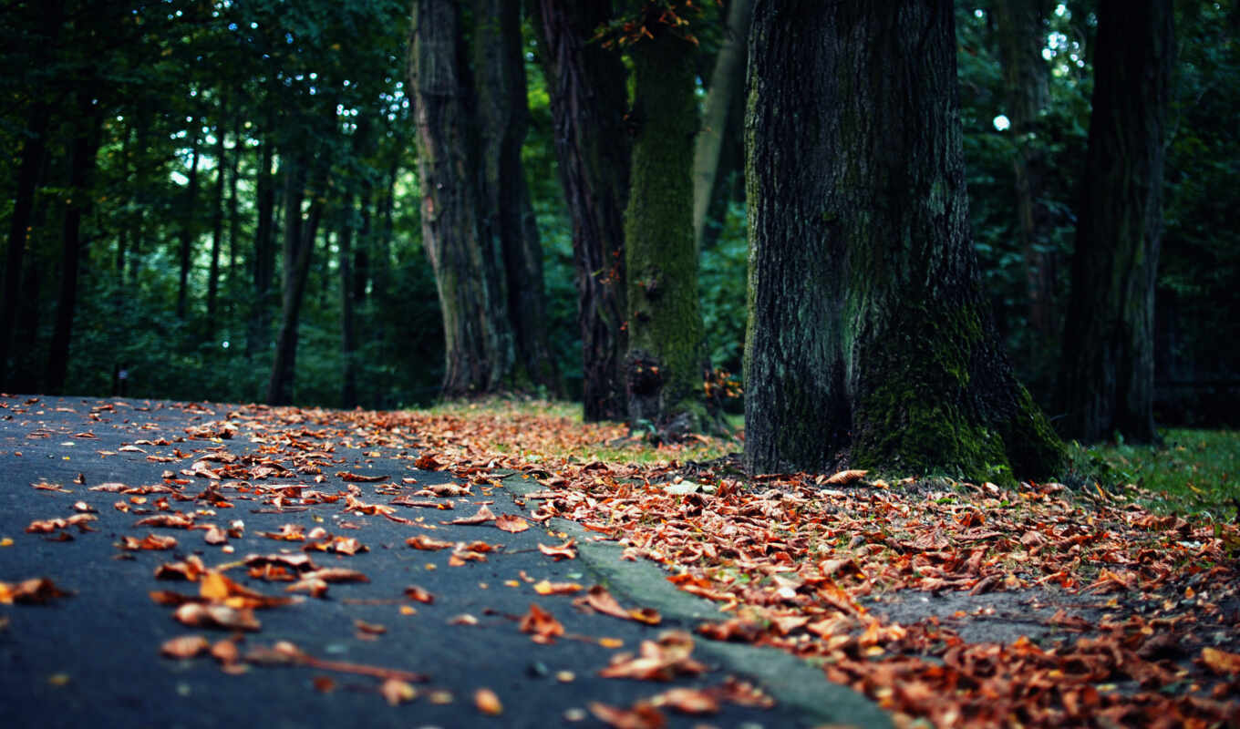 природа, страница, лес, смотреть, осень, осени, trees, хорошем, лирическое