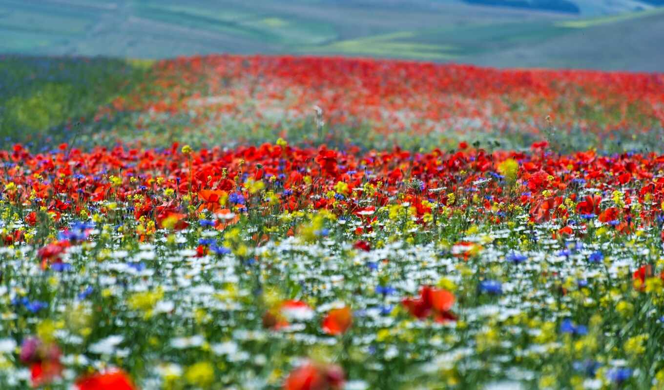 nature, flowers, summer, picture, meadows, italy, batii, bito, grassland