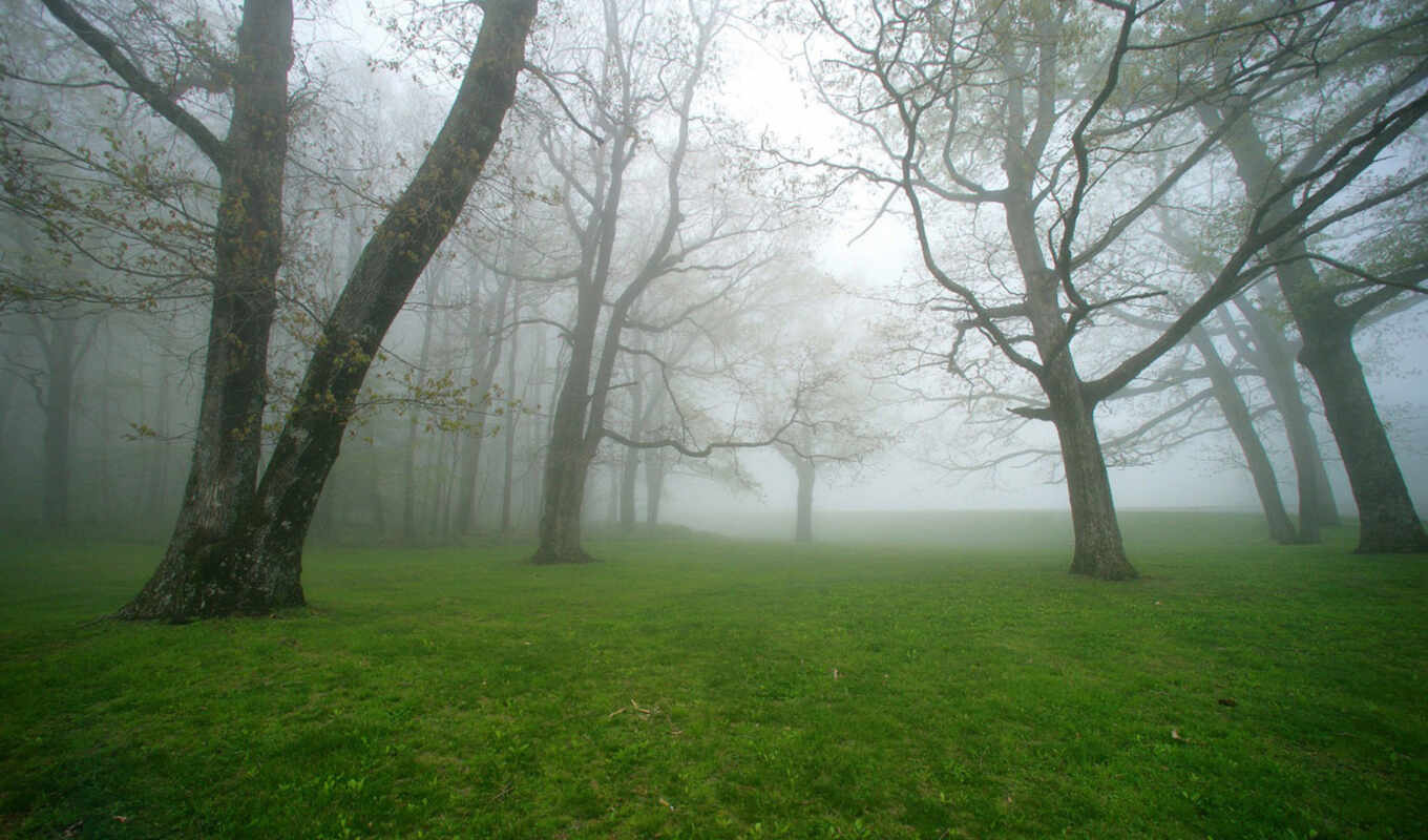 grass, forest, forest, trees, lawn, fog