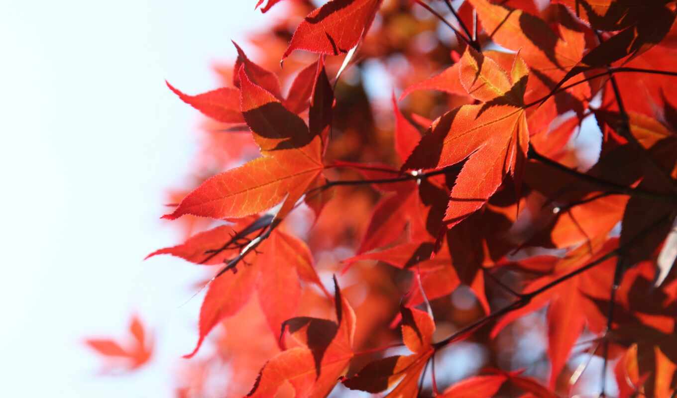 природа, red, листва