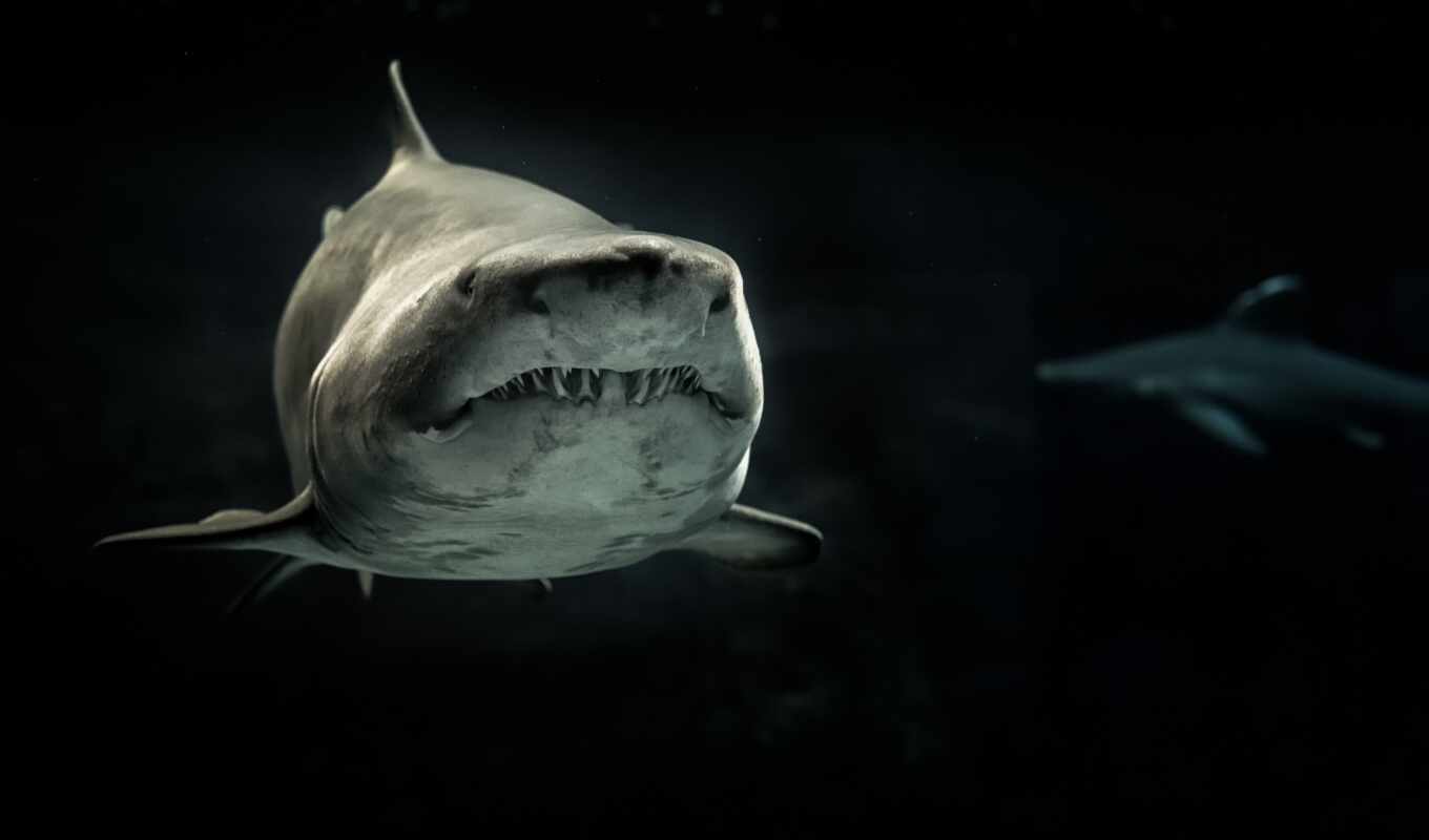 акула, зубы,
