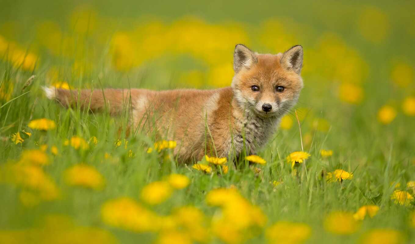 fox, spring