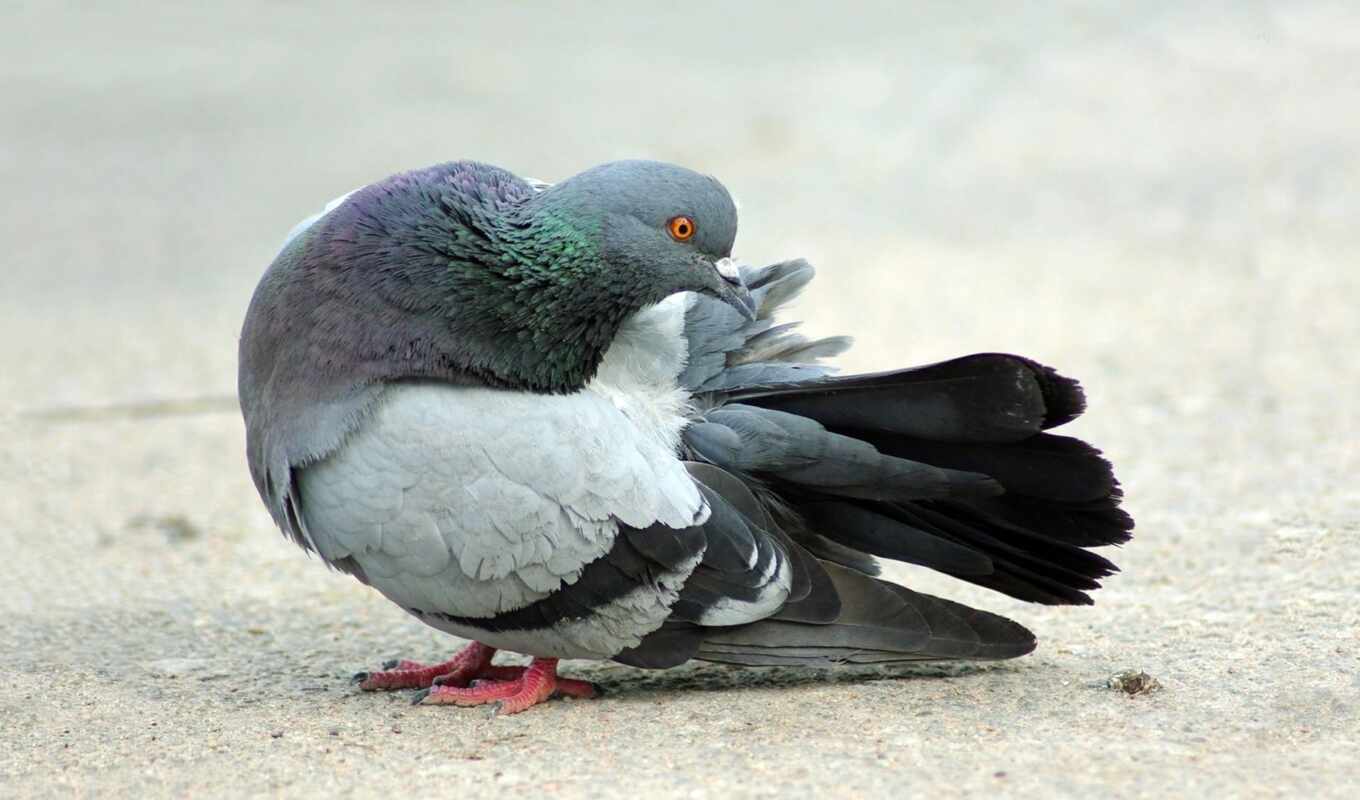 cool, pigeon