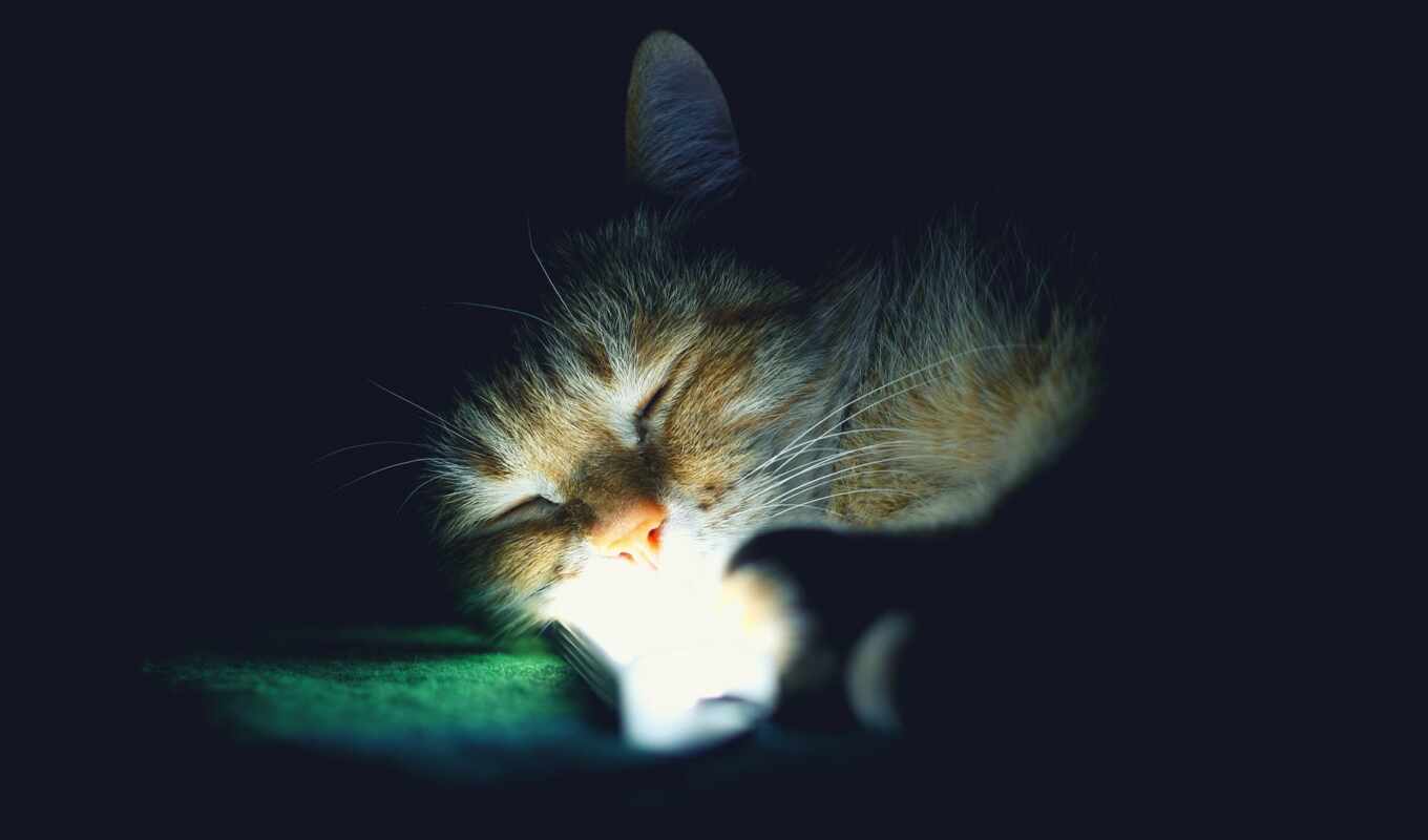 кот, спать, foto, stoloboi