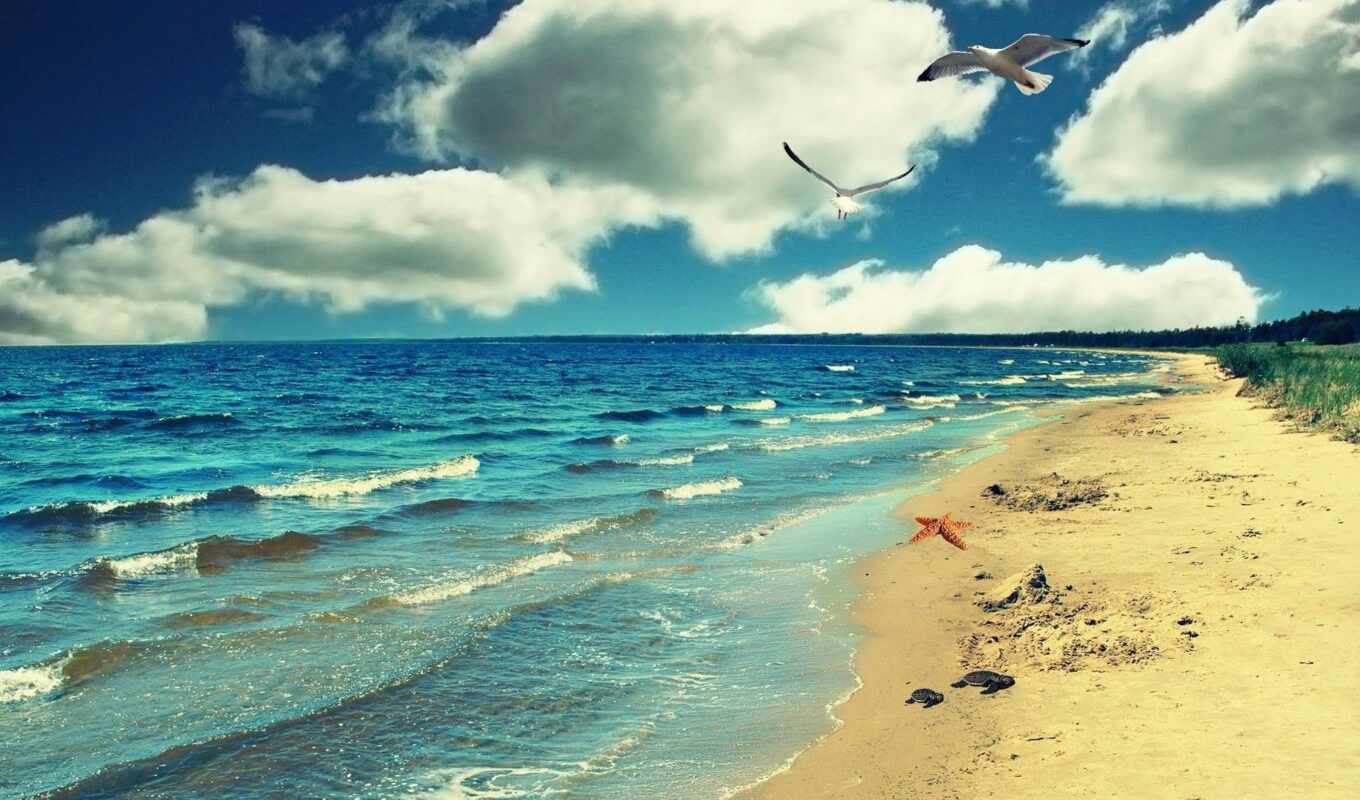 природа, пляж, птица, seaside
