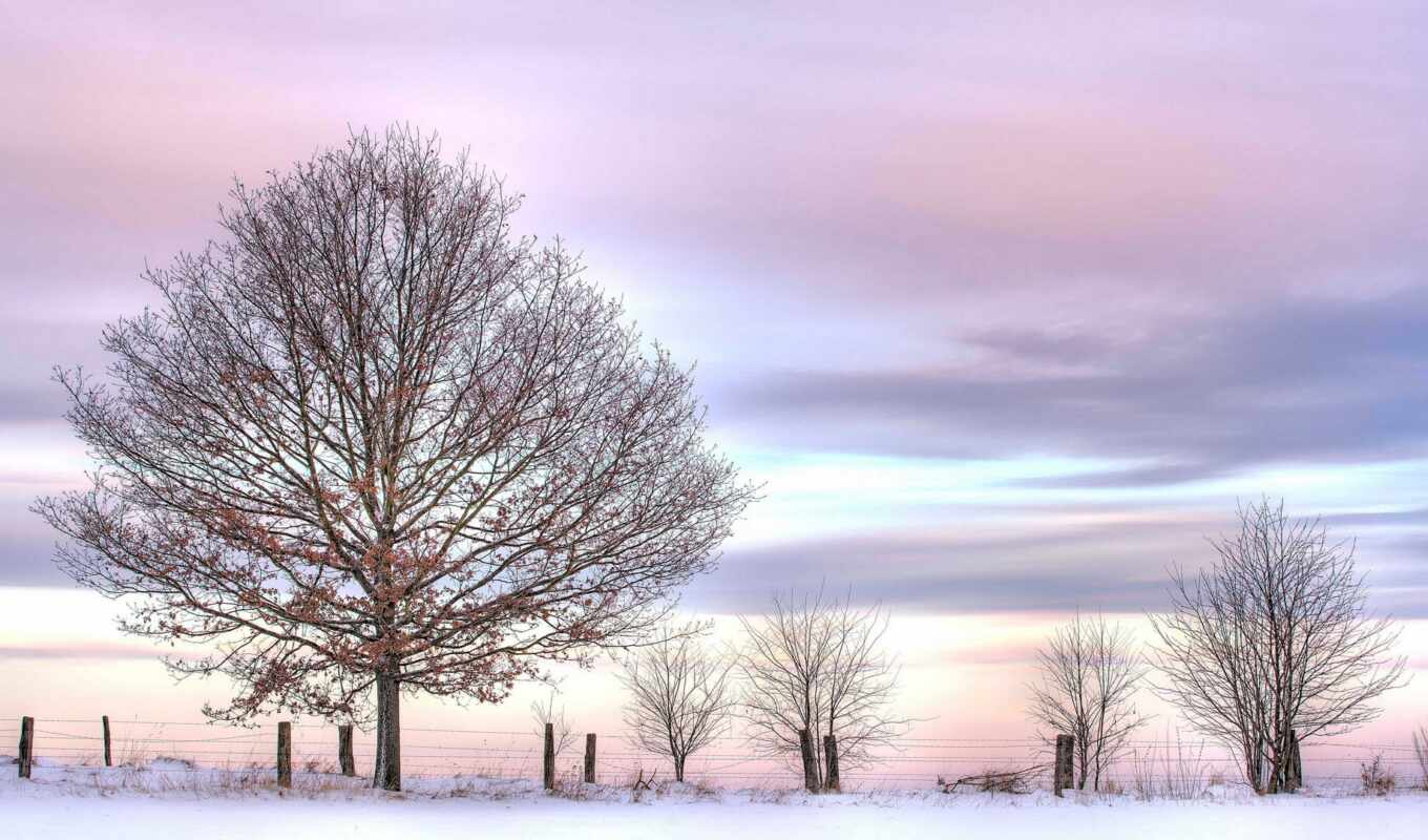 sky, tree, snow, winter, fence, pink