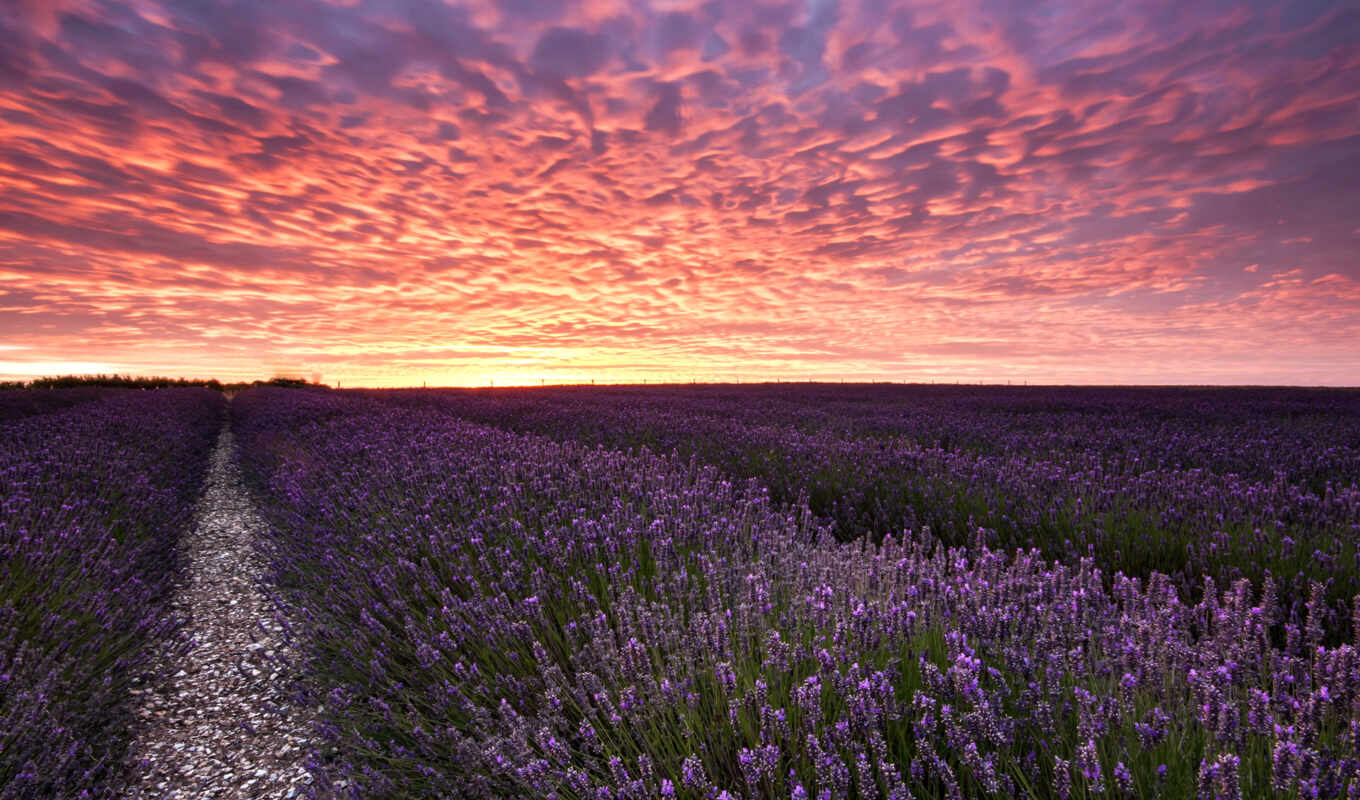 дороги, поля, cvety, lavender, лаванды, levendula, virágmező
