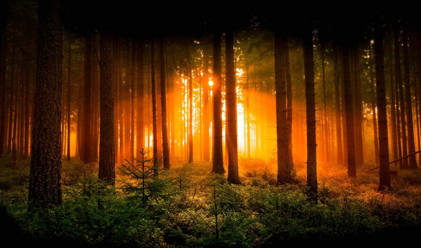 sun, закат, лес, красавица, осень, trees, чаща, trail