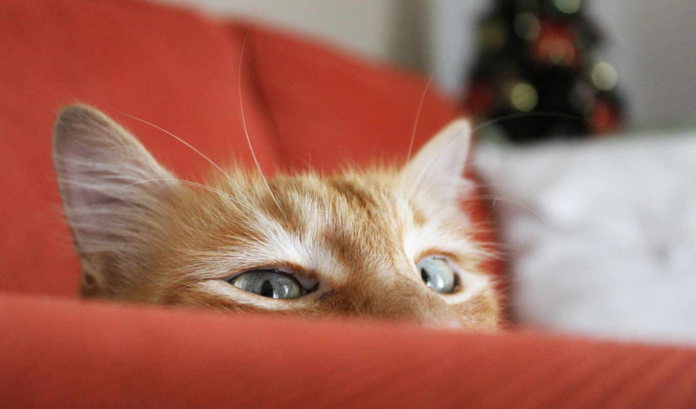 выглядывает, кот, red, за, елка, trick, диван, кошки, кота, 